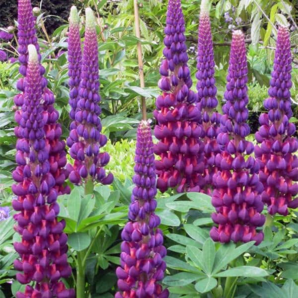 lupins-westcountry-masterpieces-2