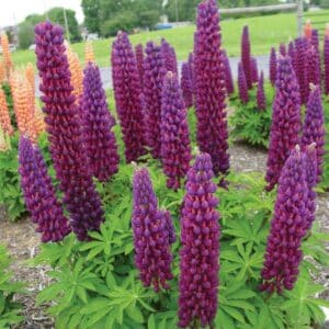 lupins-westcountry-masterpieces