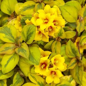 lysimachia-lysimaque-congestiflora-golden-globes