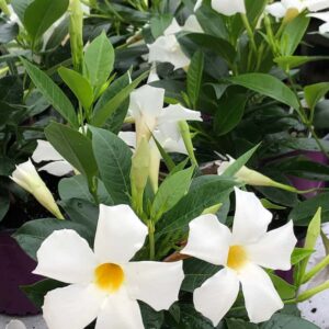 mandevilla-bella-blanc-white-climbing-grimpant