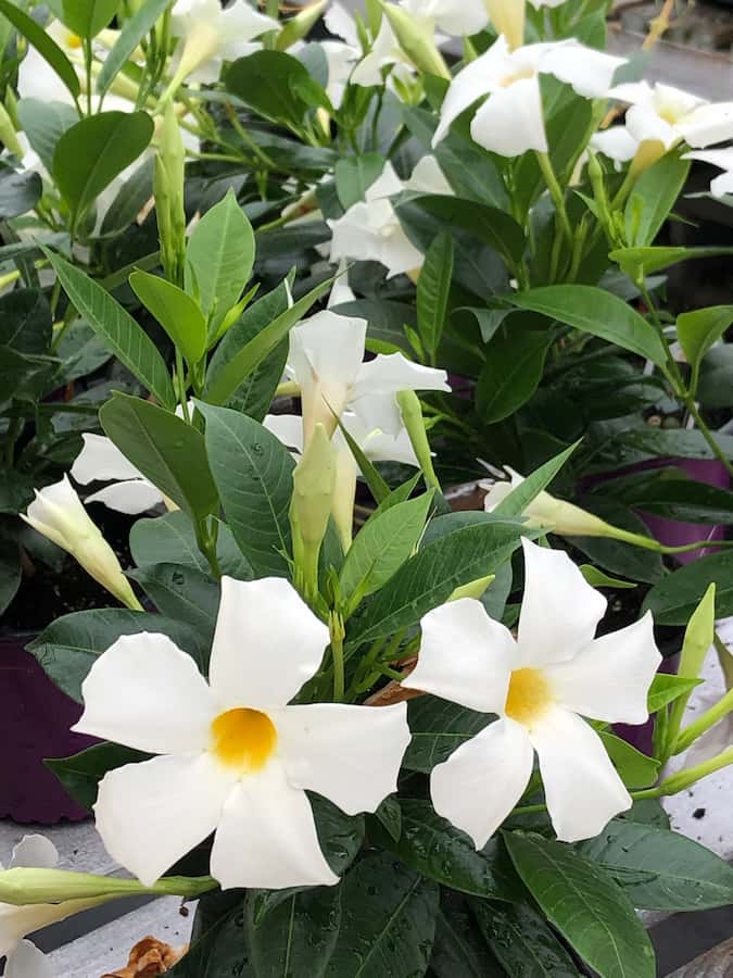 mandevilla-bella-blanc-white-climbing-grimpant