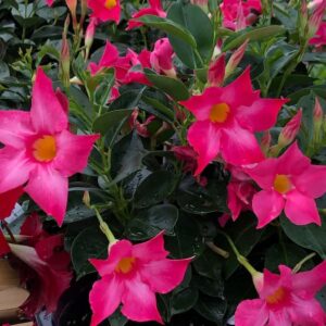 mandevilla-bella-deep-rose-fonce-climbing-grimpant