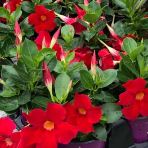 mandevilla-bella-rouge-red-climbing-grimpant