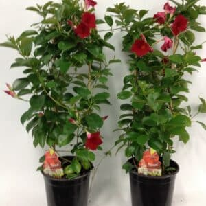 mandevilla-sun-parasol-red-rouge