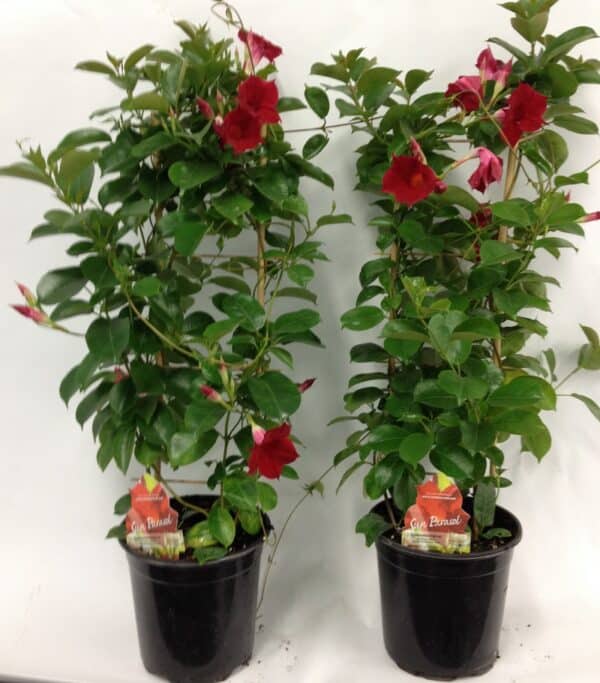 mandevilla-sun-parasol-red-rouge