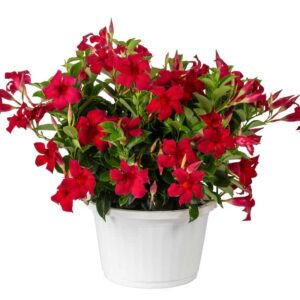 mandevilla-sunparasol-original-crimson