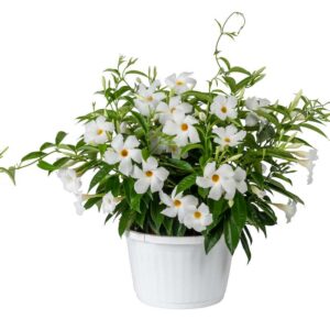 mandevilla-sunparasol-original-white-blanc