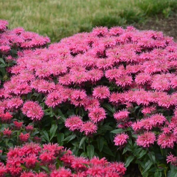 monarda-bubblegum-blast