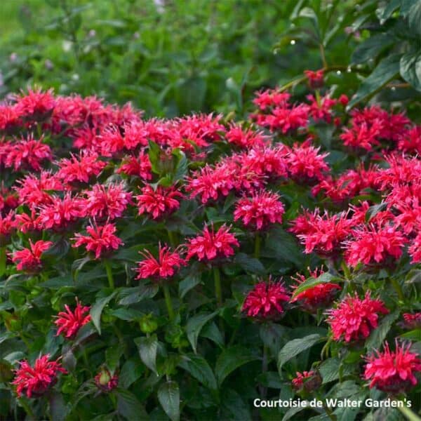 monarda-cherry-pops