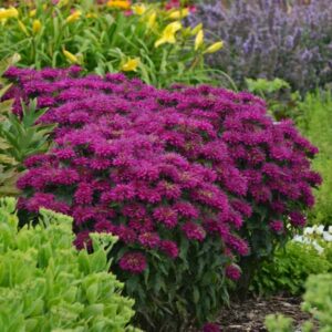 monarda-monarde-bee-balm-grape-gumball