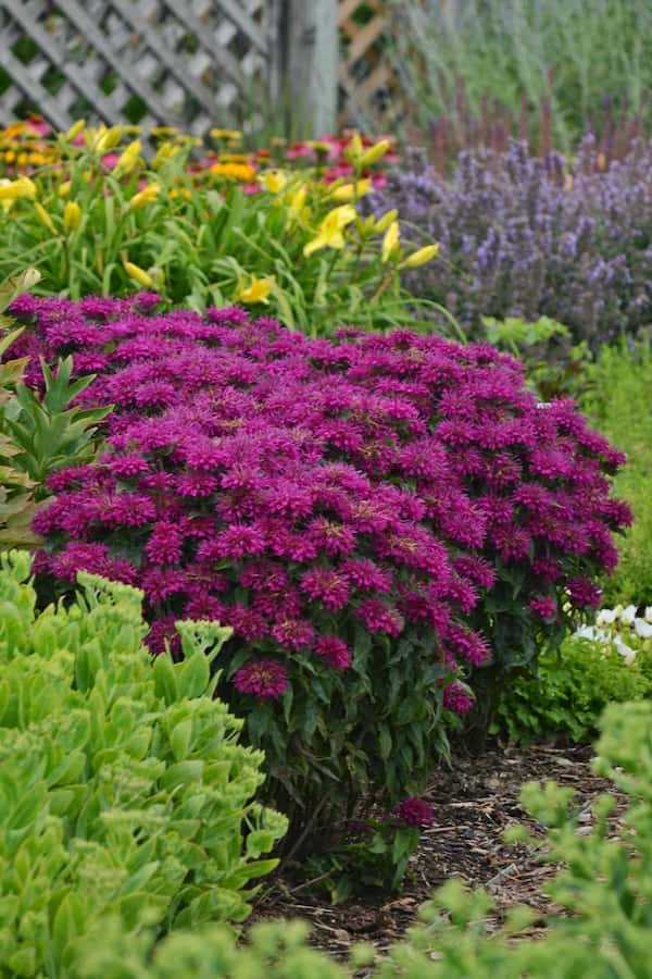 monarda-monarde-bee-balm-grape-gumball