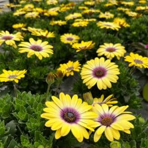 osteospermum-blue-eyed-beauty