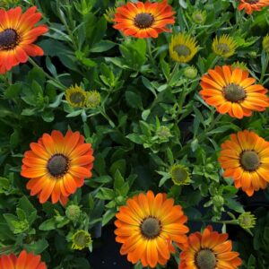 osteospermum-ecklonis-margarita-orange-flare