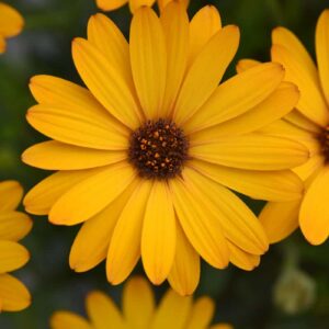 osteospermum-ecklonis-voltage-gold
