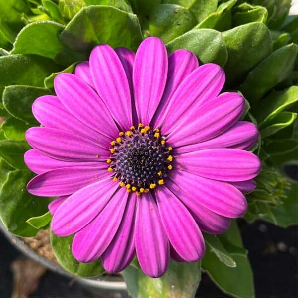 osteospermum-margarita-purple