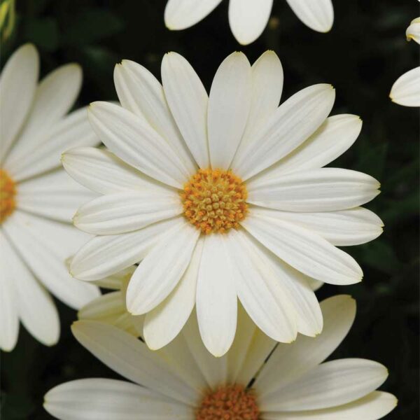 osteospermum-voltage-blanc