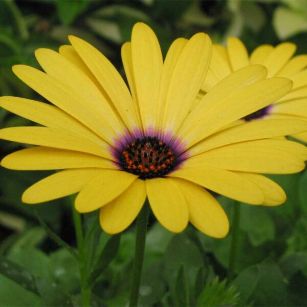 osteospermum-voltage-jaune