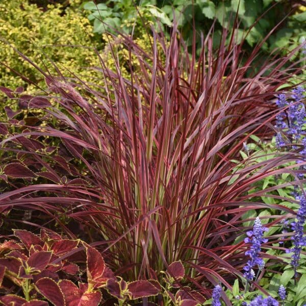 pennisetum-firework