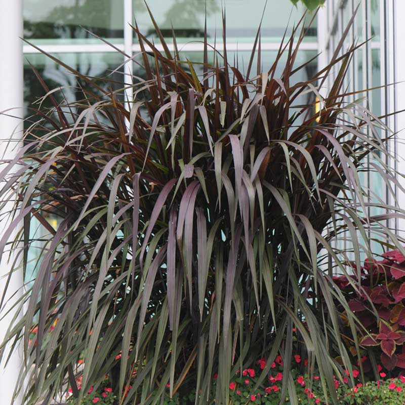 PENNISETUM - Serres P.Brisebois & fils