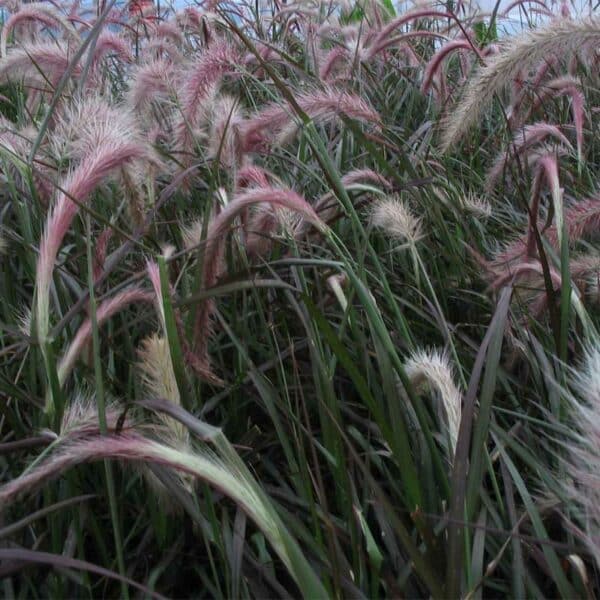 pennisetum-rubrum