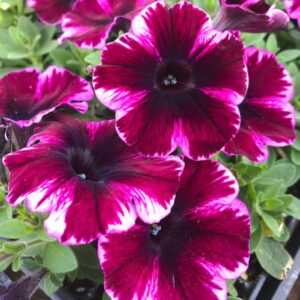 petunia-crazytunia-ultra-violet-cosmic (2)