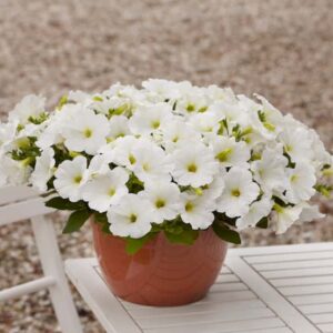 petunia-easy-wave-blanc-white
