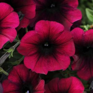 petunia-easy-wave-burgundy-velour