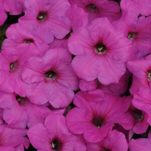 petunia-easy-wave-neon-rose