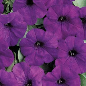 petunia-retombant-semis-6-paks-easy-wave-bleu