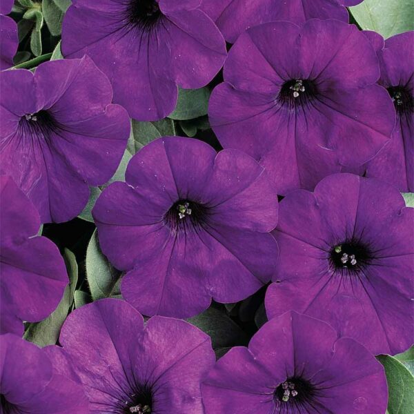 petunia-retombant-semis-6-paks-easy-wave-bleu