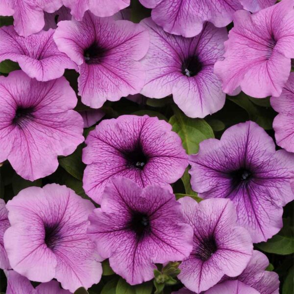 petunia-retombant-semis-6-paks-easy-wave-plum-veine