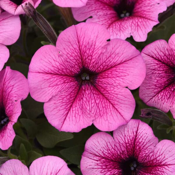 petunia-retombant-semis-6-paks-easy-wave-rose-fusion