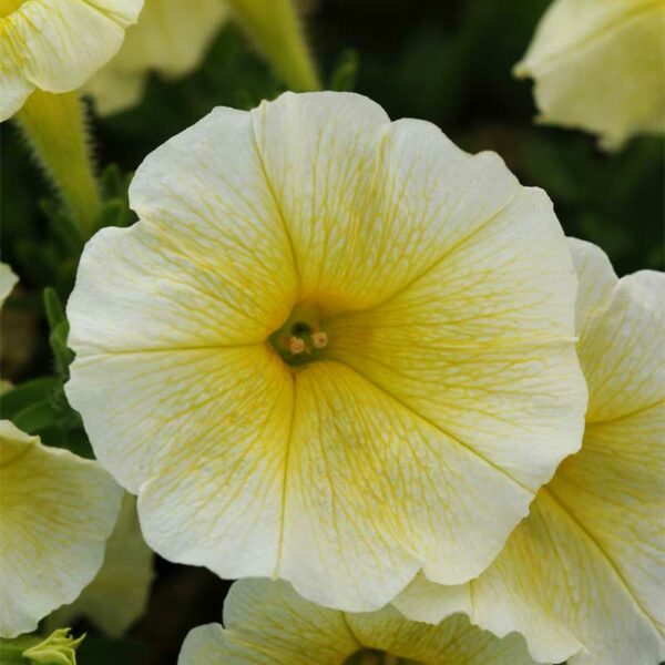 petunia-retombant-semis-6-paks-easy-wave-yellow