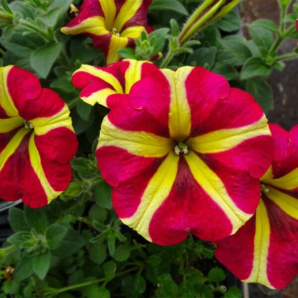 petunia-vegetatif-amore-queen-of-heart-rose-raye-jaune-2