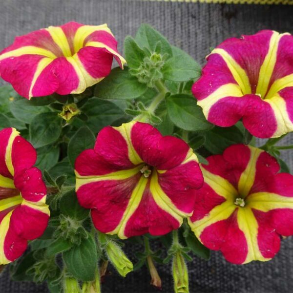 petunia-vegetatif-amore-queen-of-heart-rose-raye-jaune-3