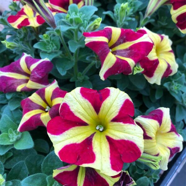 petunia-vegetatif-amore-queen-of-heart-rose-raye-jaune