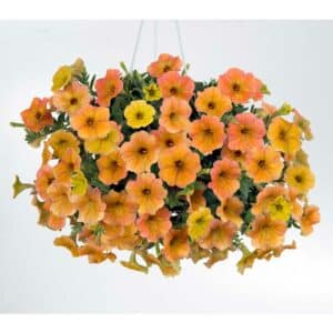 petunia-vegetatif-cascadias-indian-summer-jaune-orange-rose