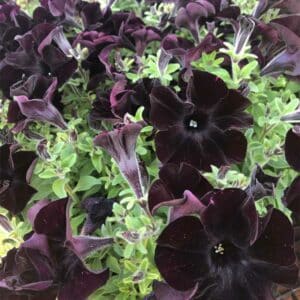 petunia-vegetatif-crazytunia-black-mamba-noir