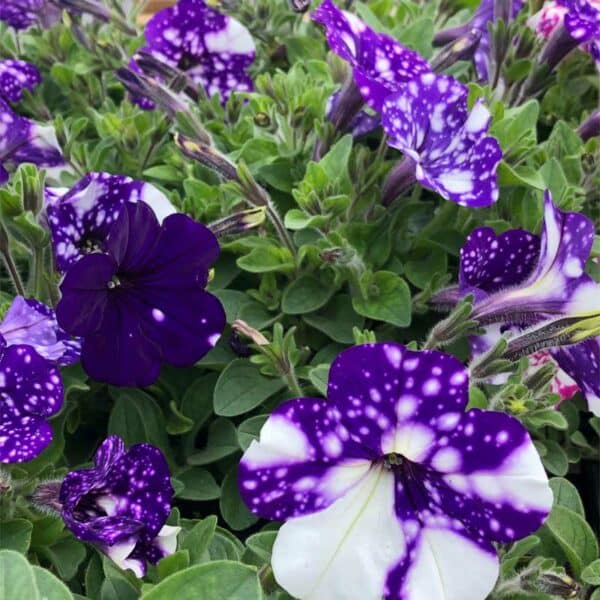 petunia-vegetatif-night-sky-bleu-picote-blanc