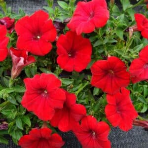 petunia-vegetatif-surfinia-rouge-fonce