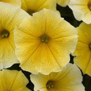 petunia-vegetative-bees-knees