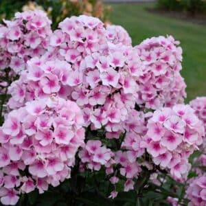 phlox-pan-bright-eye