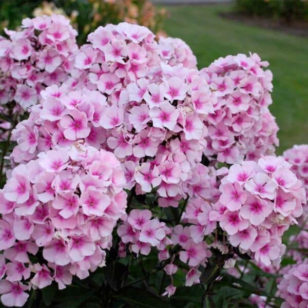 phlox-pan-bright-eye