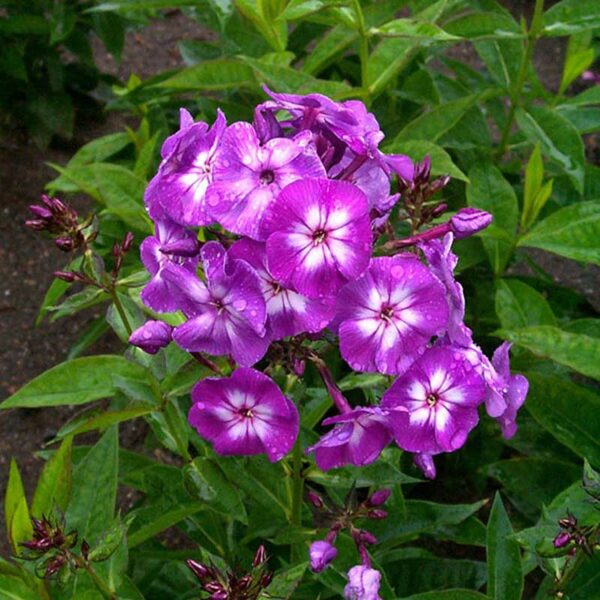 phlox-pan-laura