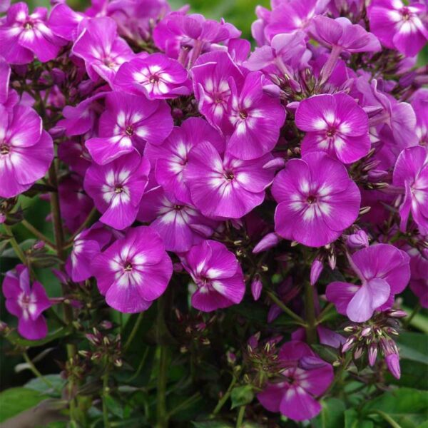 phlox-pan-purple-kiss