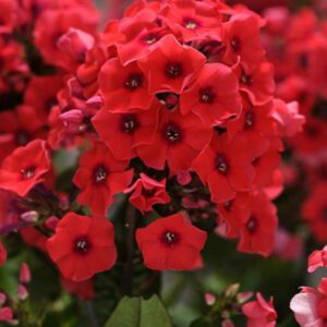 phlox-pan-tequila-sunrise