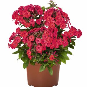 phlox-paniculata-panicule-watermelon