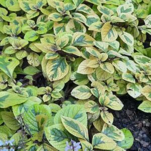 plectranthus-fancifillers-guacamole-