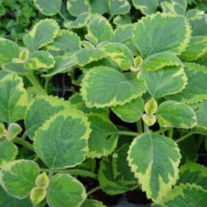 plectranthus-lemon-twist-vert-et-jaune