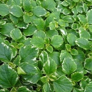 plectranthus-variegata-blanc-et-vert